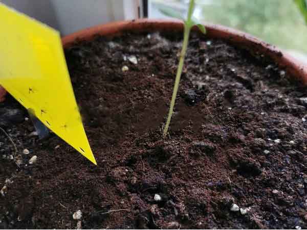 چسب زرد برای از بین بردن حشرات گیاهان آپارتمانی